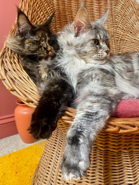 Deux chats Maine Coon- ensemble dans un panier
