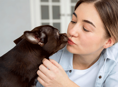 Maladies zoonoses d'un chien transmission