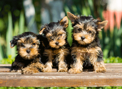 Petits chiens qui attire les jeunes adultes