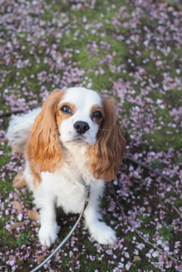 Petit chien heureux sorti dans un champ