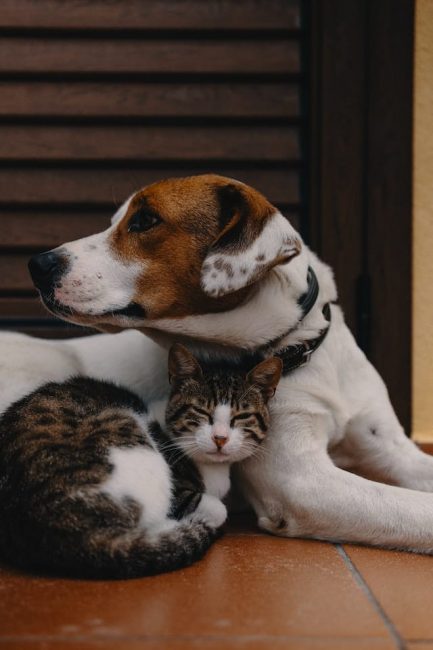 Un chat et un chien ensemble