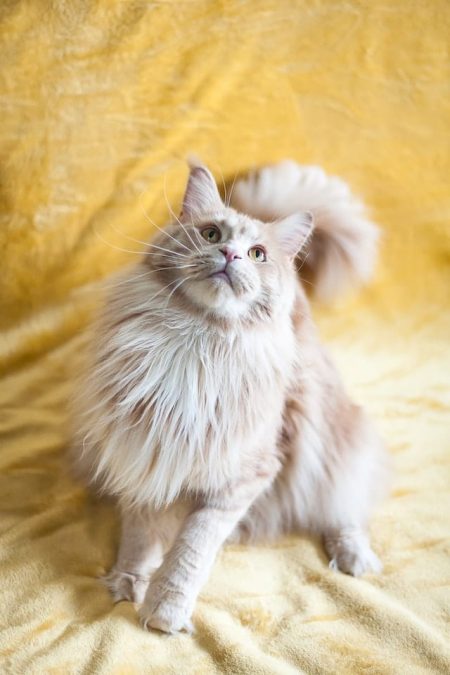 Un chat Maine Coon a l'air joueur