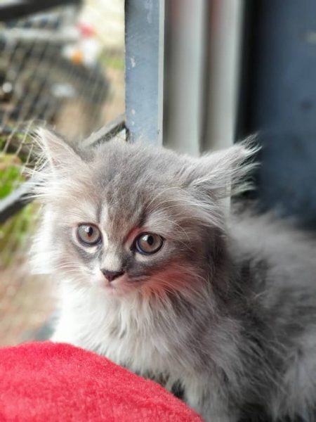 Un chaton en cage