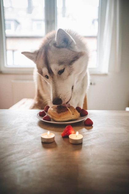 Un chien lèche un gateau dans une assiette