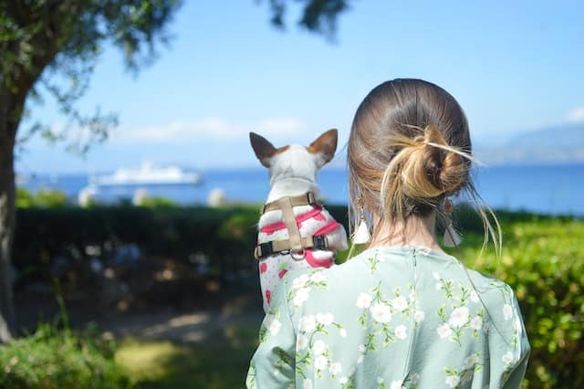 Un chihuahua dans les bras de sa maitresse