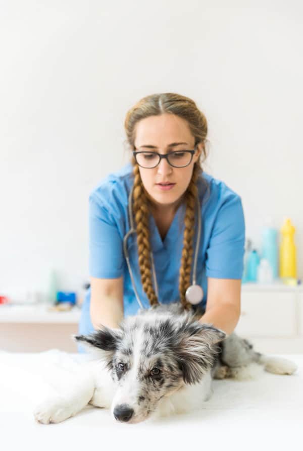 Chien chez le vétérinaire pour une torsion de l'estomac
