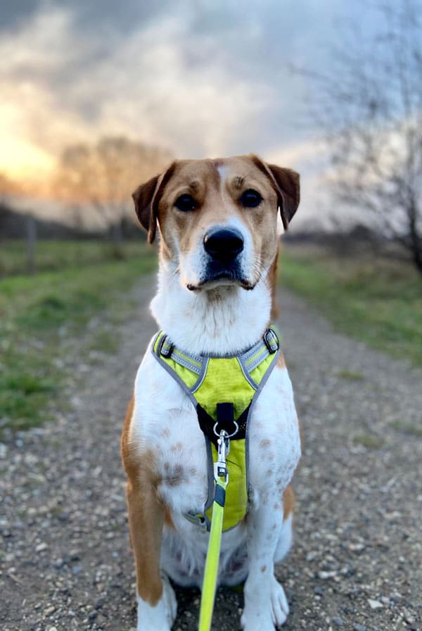 Chien marron et blanc avec un harnais