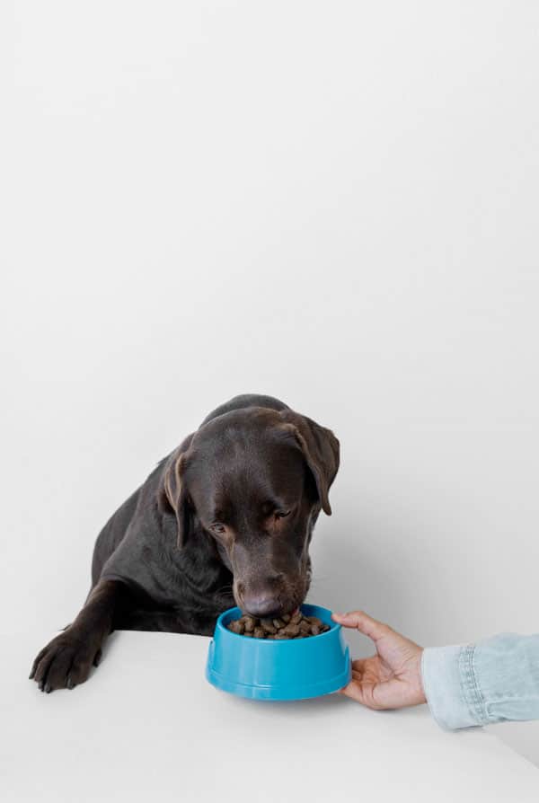 Chien qui mange son repas, torsion de l'estomac