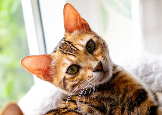 Un chat couché qui nous regarde