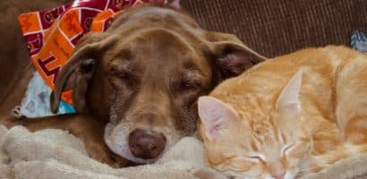 Un chat et un chien dorment ensemble