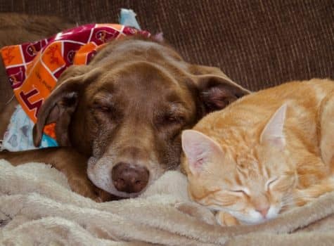 Un chat et un chien dorment ensemble