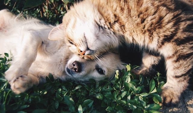 Un chat fait des câlins à un chien