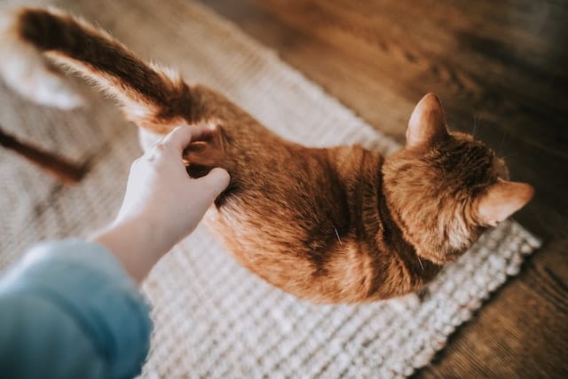 Un chat se fait caresser par un humain