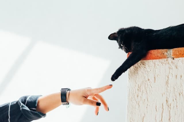 Un chat tend la patte ver la main d'une femme