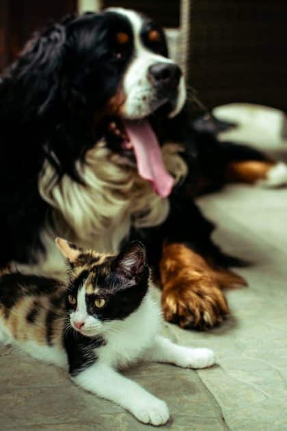 Un chaton et un chien allongés ensemble
