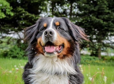 Un chien de race bouvier bernois