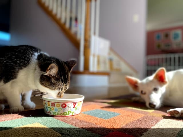 Un chien observe un chat qui mange