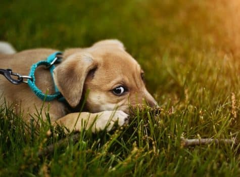 Un chiot couché porte un collier avec une laisse