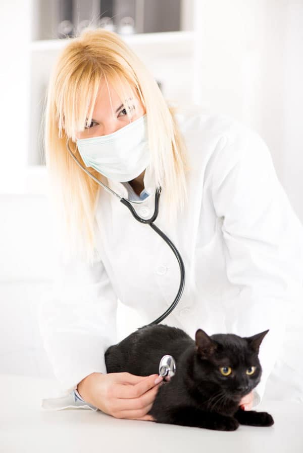 Vétérinaire qui regarde une intoxication chez le chat