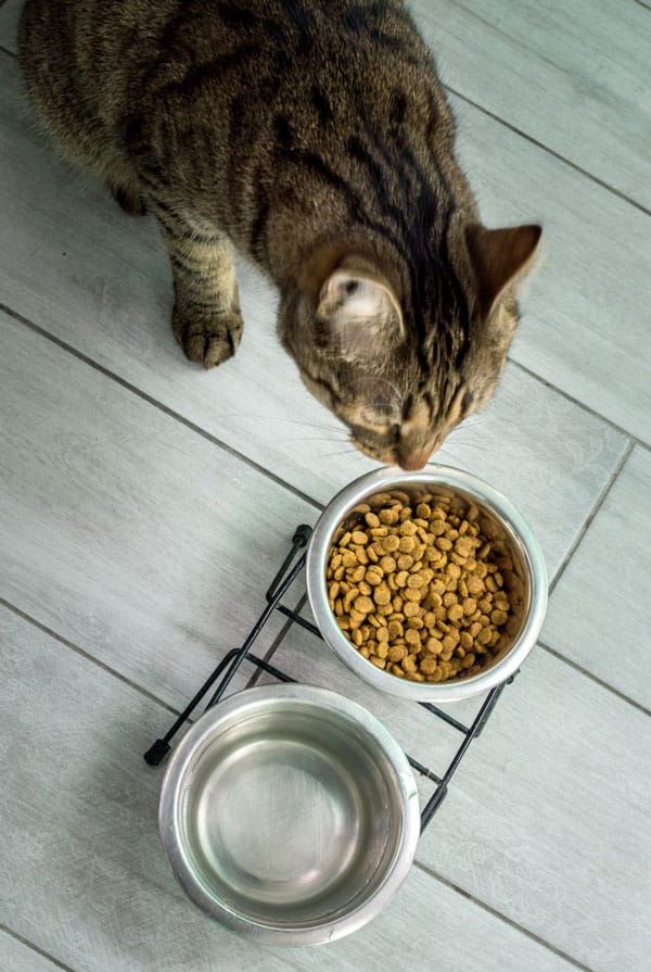 Chat qui mange dans sa propre gamelle