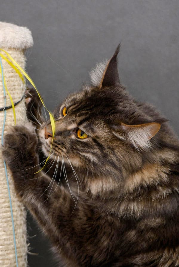 Chat de race maine coon qui joue avec le griffoir