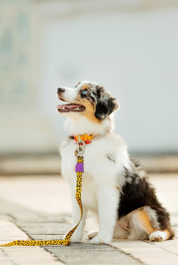 Chien noir et blanc avec un collier