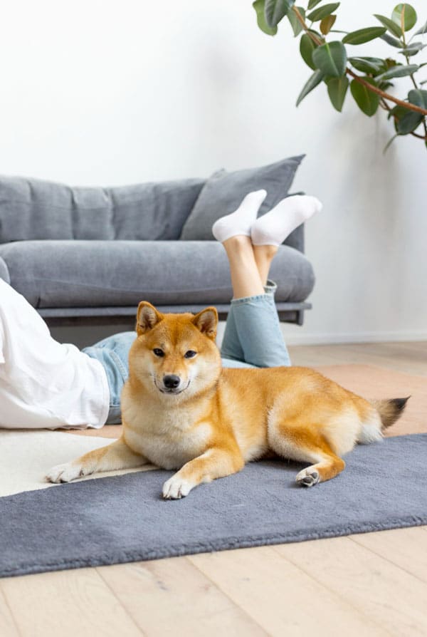 Chien roux assis avec sa maitresse