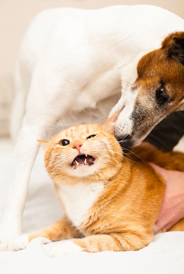 Cohabitation, chien qui mord l'oreille du chat