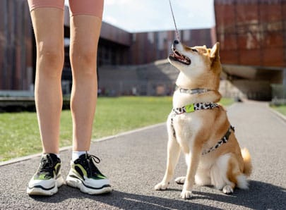 Chien harnais ou collier ?