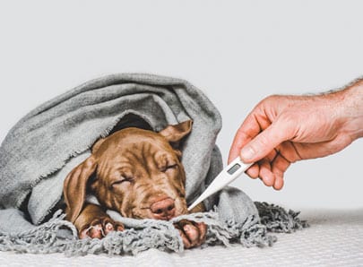 Chien marron malade due à une intoxication