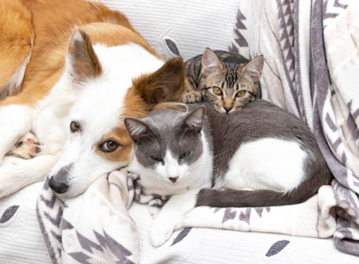 Cohabitation chat chien qui se font un calin
