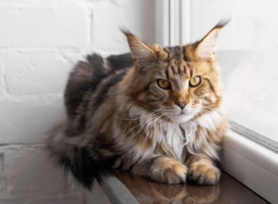 Maine coon reposé au bord d'une fenetre