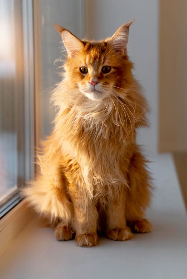 Maine coon roux à la lumière de la fenetre