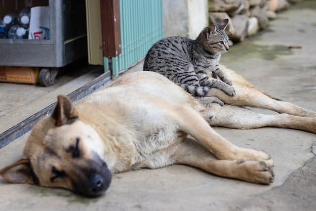 Un chat est assis sur un chien couché