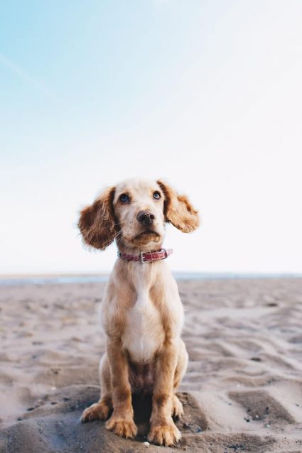 Un chien assis avec un collier