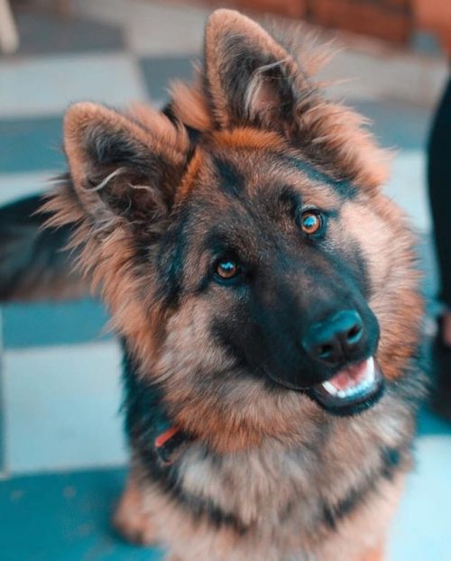 un chien berger allemand