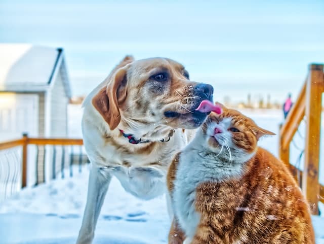 Un chien lèche un chat surpris