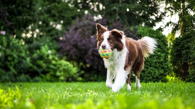 Un chien qui joue avec une balle en courant
