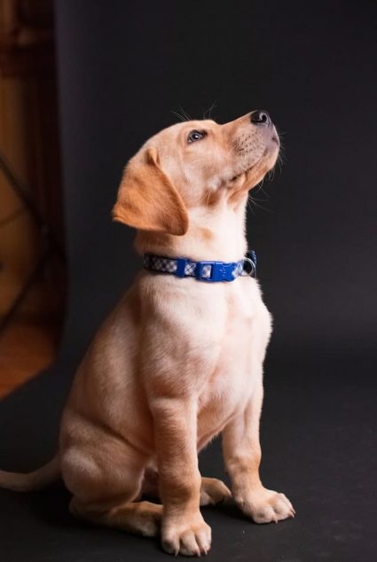 Un chiot porte un collier de promenade