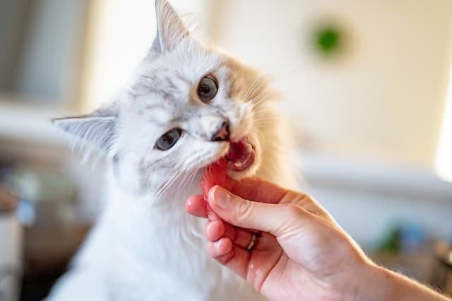 Un chat qui mange un morceau de poisson cru