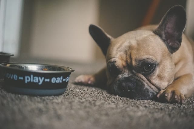 Un chien couché près de sa gamelle