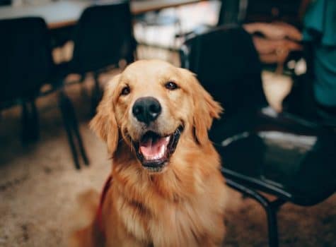 Chien de race golden retriever