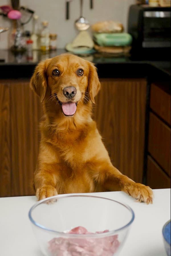 Chien qui a faim et regarde la viande
