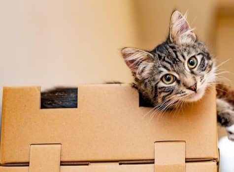 Un chat couché dans un carton