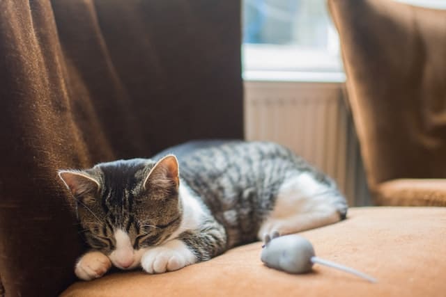 un chat dort sereinement