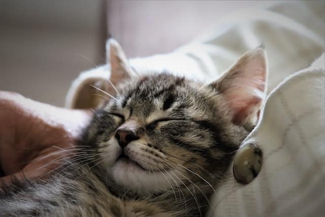 Un chaton dort dans les bras d'un humain