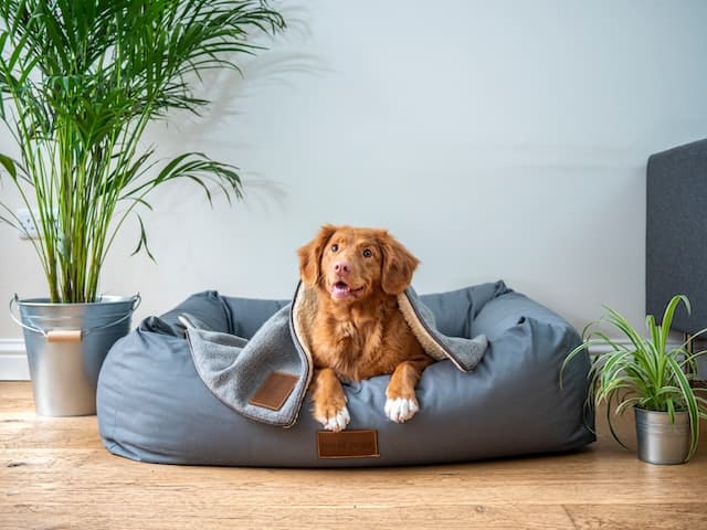 un chien couché sur son coussin