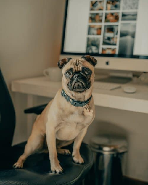 un chien debout sur une chaise de bureau