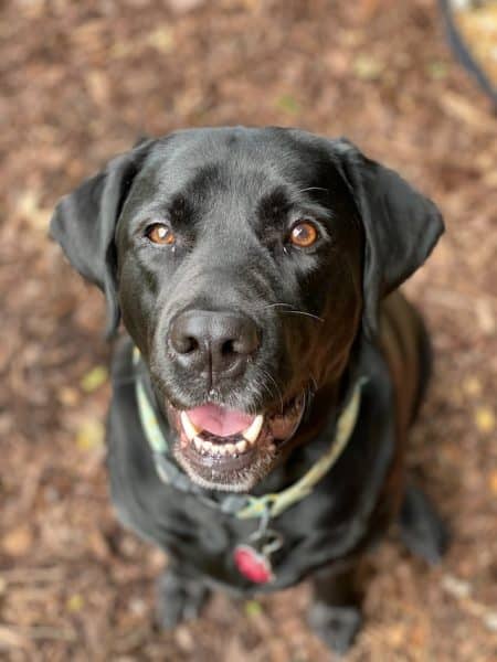 Un chien labrador noir