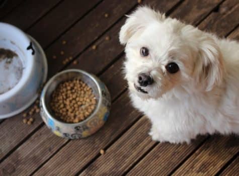 Un chien près d'une gamelle de croquettes